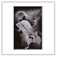 Leda e il cigno - 2001